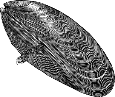 Mussel Png Free Download (indigo, gray, black)