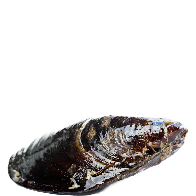 Mussel Png Images (black, white)