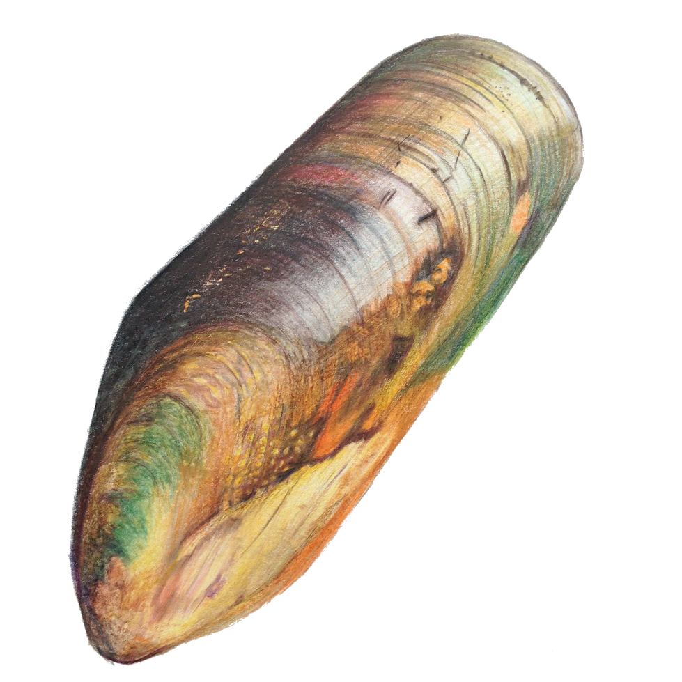 Mussel Png Photo (black)