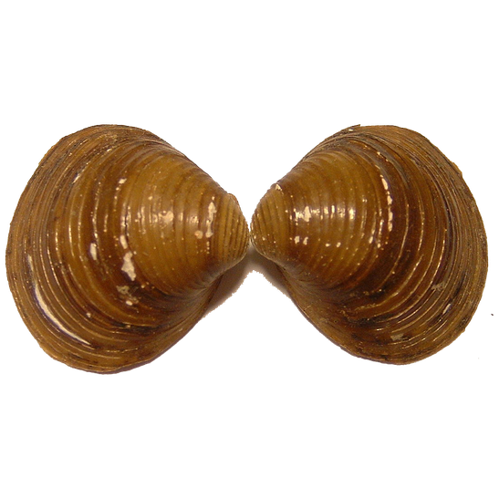 Mussel Png Pic (maroon, olive, black)