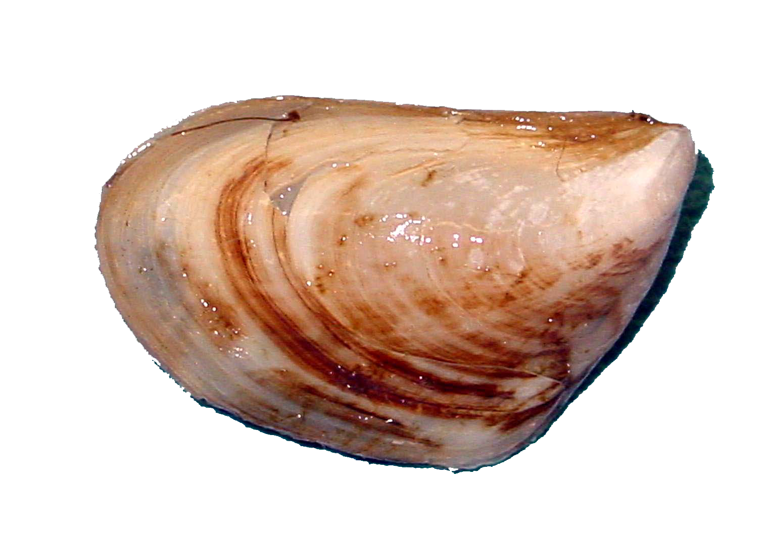 Mussel Png Pic (gray, white, silver, salmon, pink)