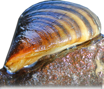 Mussel Png Transparent Hd Photo (black)