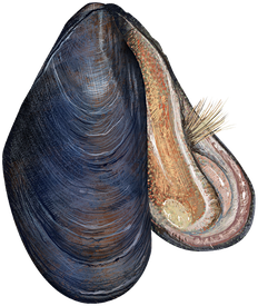 Mussel Png Transparent Image (black)