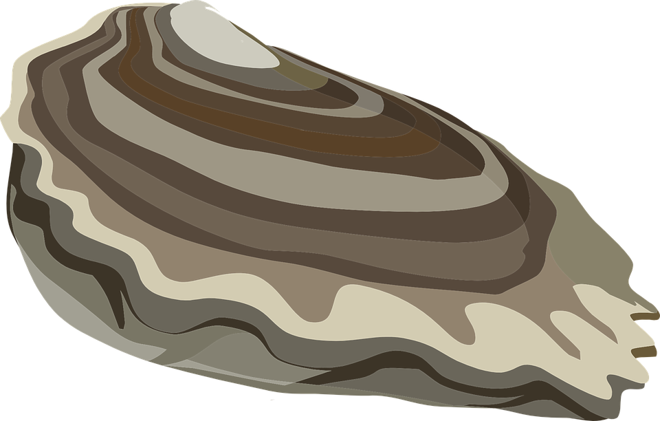 Mussel Png (olive, gray, white, silver)