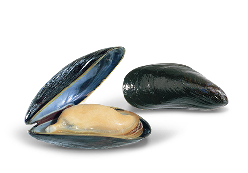 Mussel Seafood Png Hd Image (indigo, white, black, lavender, silver)