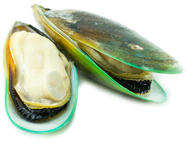 Mussel Seafood Png Photos (beige, white)