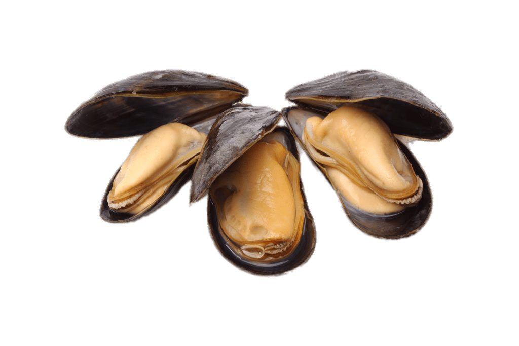 Mussel Seafood Transparent (gray)