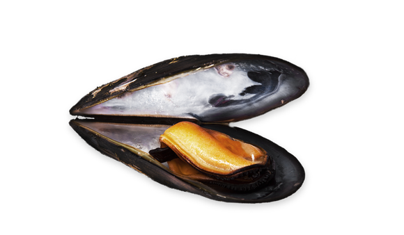 Mussel Transparent Images Png (lavender, black)