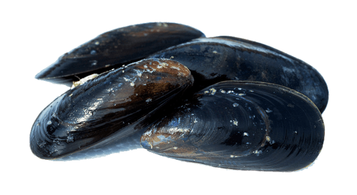 Mussel Transparent Png (gray, black)