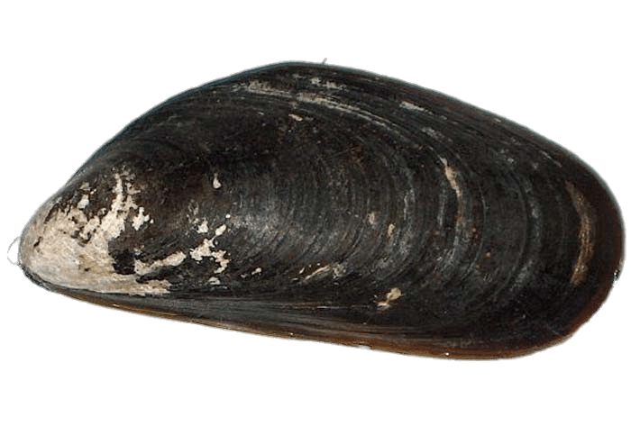 Mussel Transparent (black, gray)