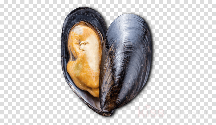 Mussels Png Clipart (white, lavender, black)