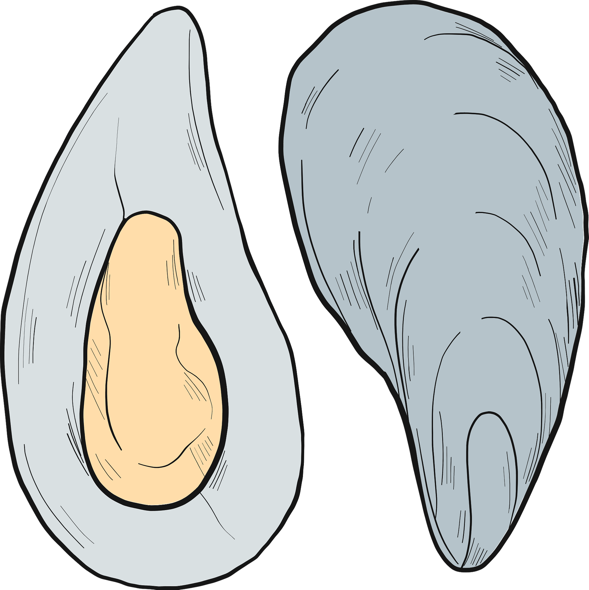 Mussels Png Hd Isolated (gray, lavender, silver, pink)