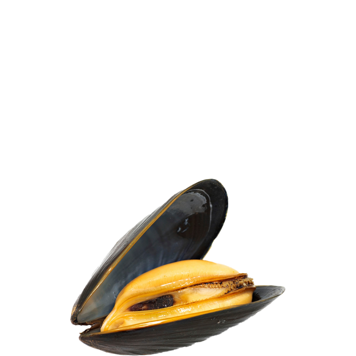 Mussels Png Photos (indigo, black)