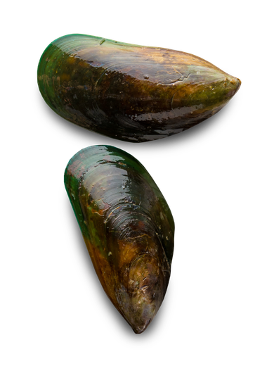 Mussels Png Pic (black)