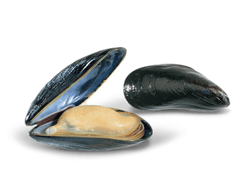 Mussels Transparent Png (black)