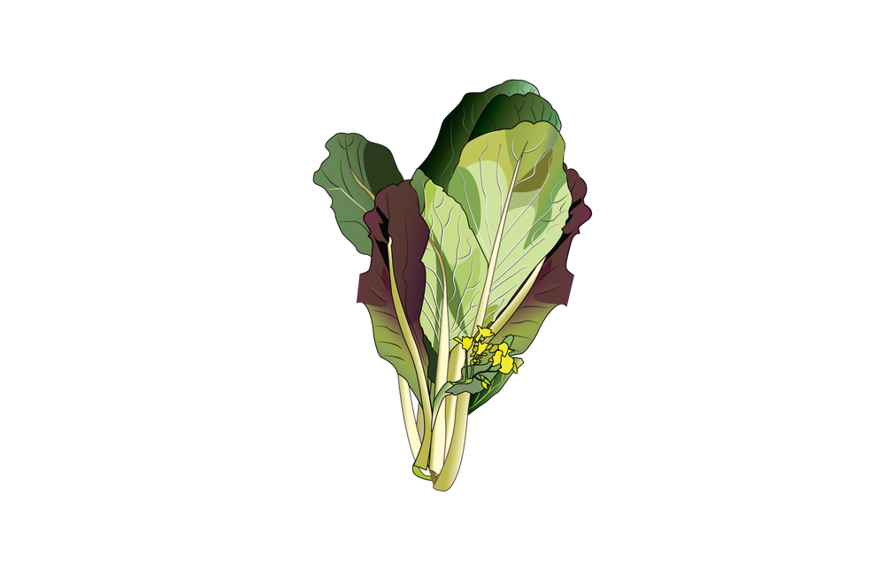 Mustard Greens Download Png Image (maroon, gray, black)