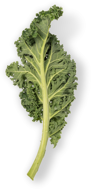 Mustard Greens Png Isolated Pic (black)