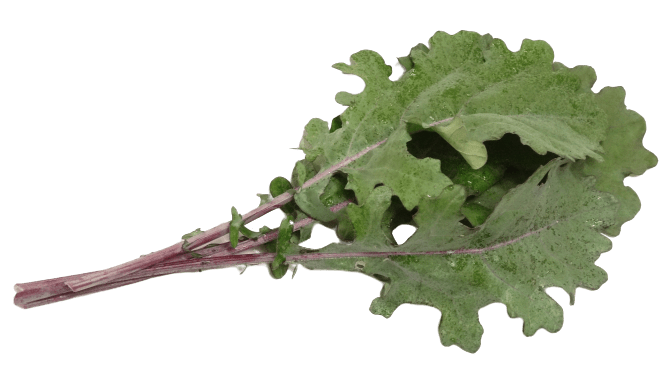 Mustard Greens Png Photo (gray)