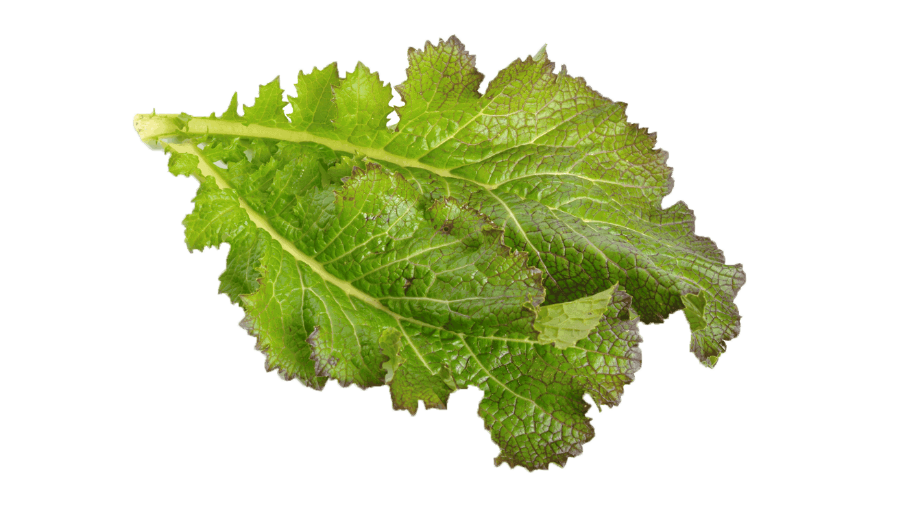 Mustard Greens Png Picture (silver)