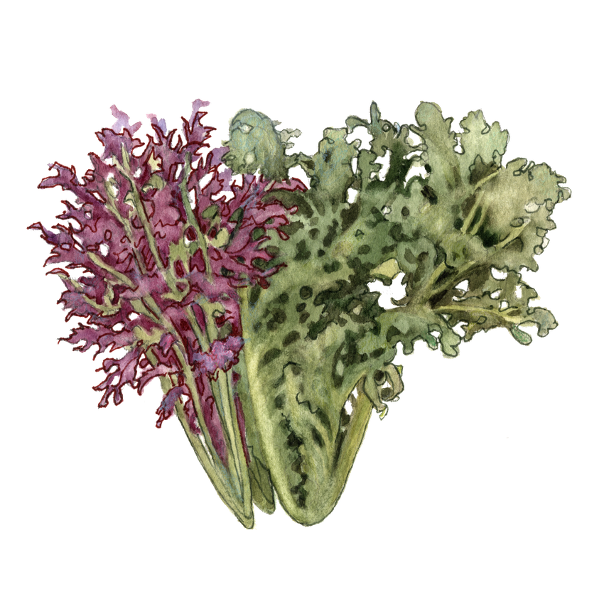 Mustard Greens Png (black)