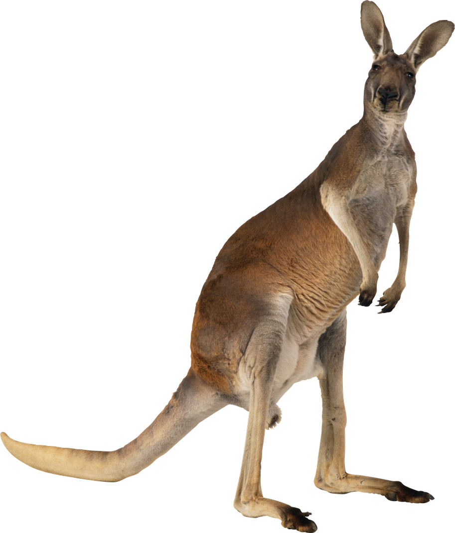 Australia Kangaroo Png File (maroon, black, gray)