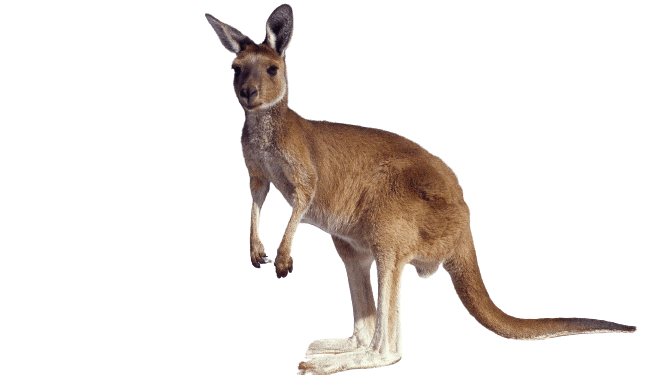 Australia Kangaroo Png Free Download (gray)