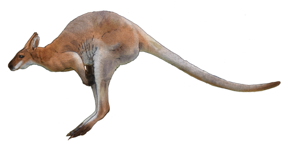 Australia Kangaroo Png Hd Isolated (black)