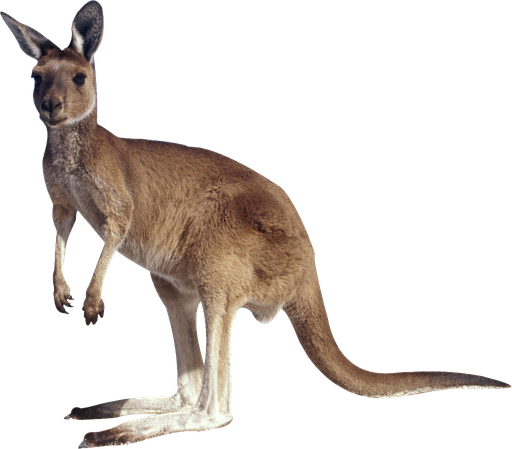 Australia Kangaroo Png Isolated File (black)