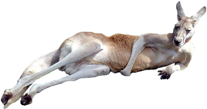 Australia Kangaroo Png Isolated Hd (white, black)