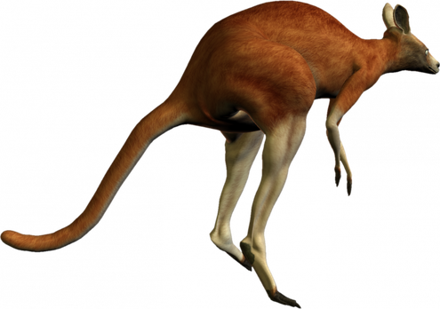 Australia Kangaroo Png Isolated Image (black)