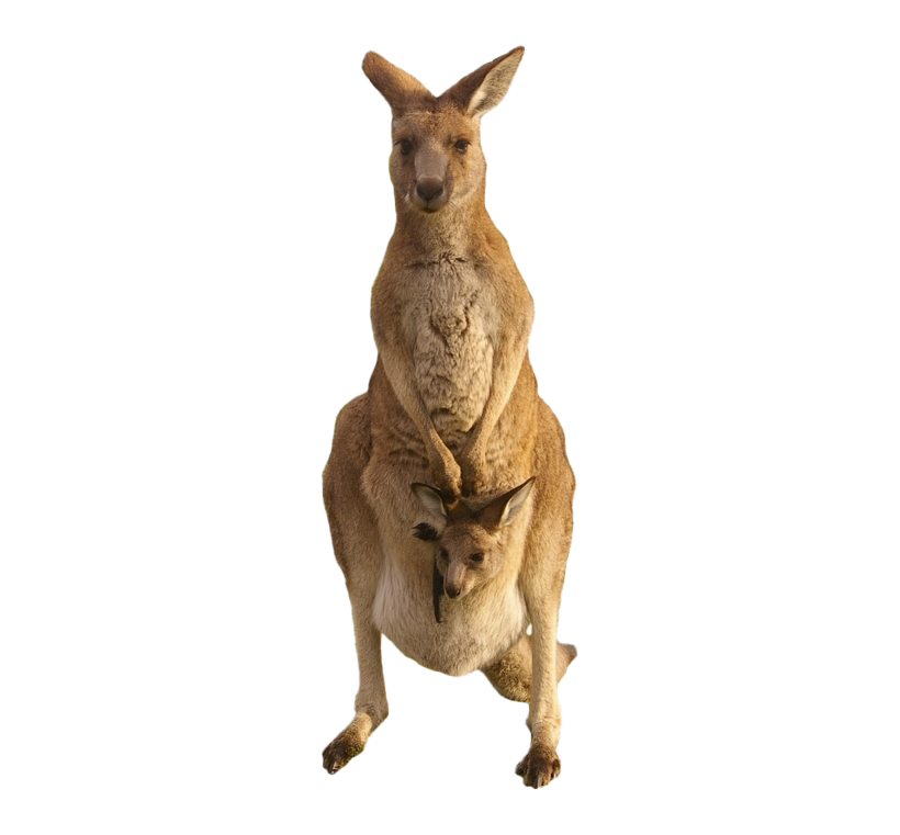 Australia Kangaroo Png Isolated Photo (white, maroon, olive)