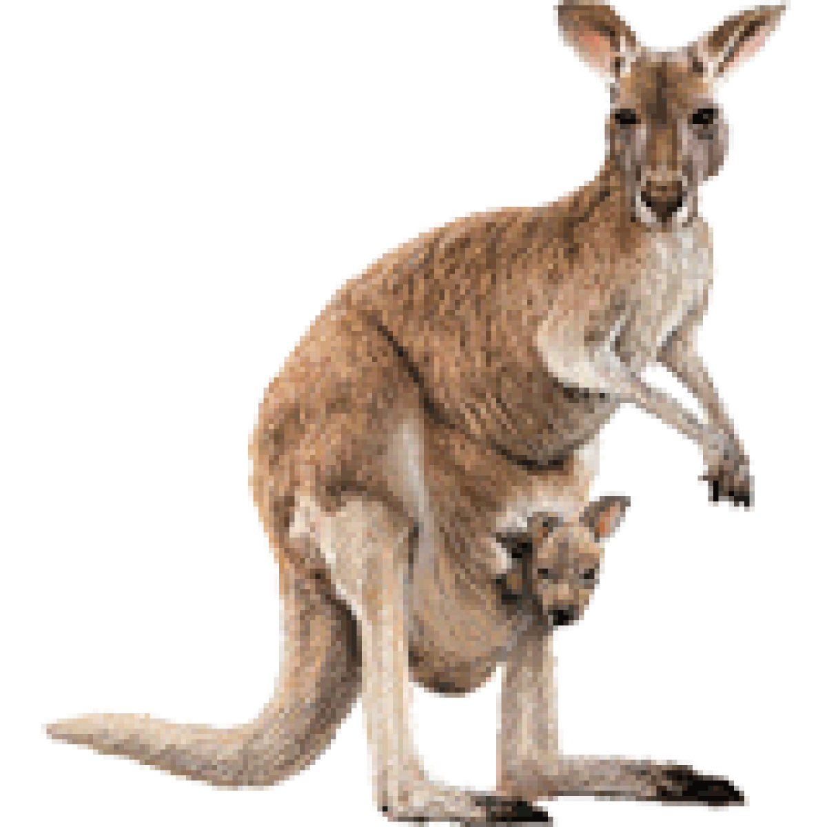 Australia Kangaroo Png Photos (white, black)