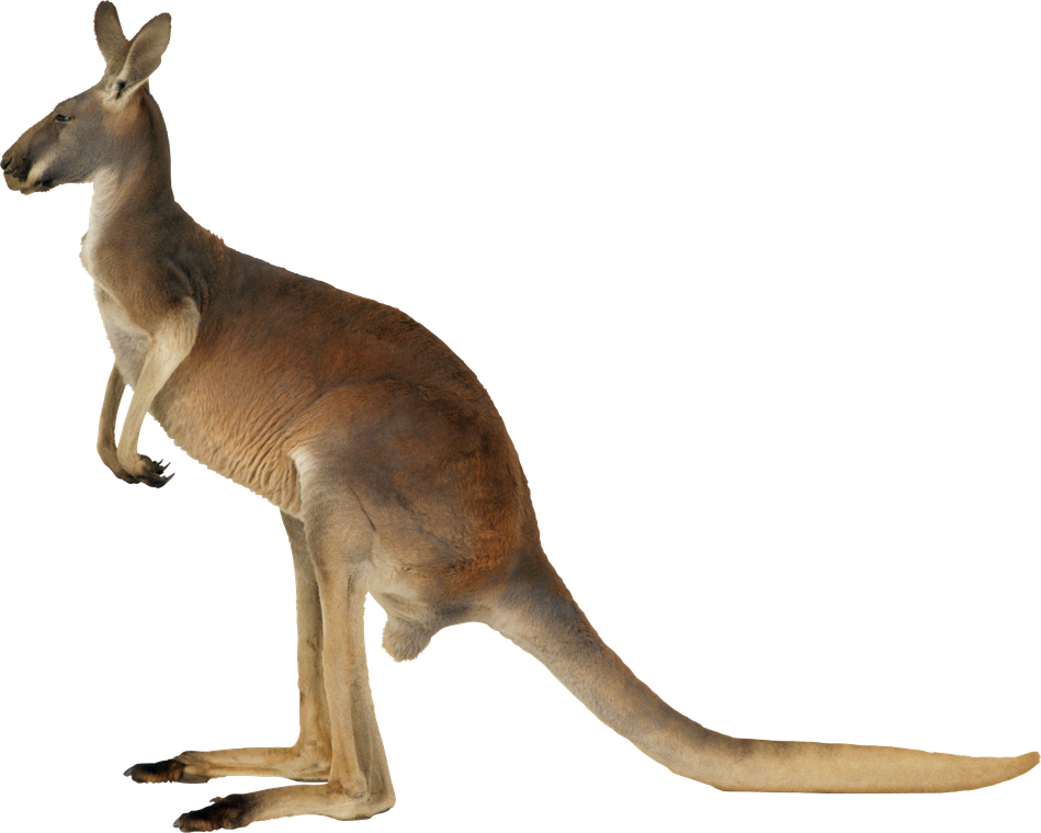 Australia Kangaroo Png Transparent (maroon, black)