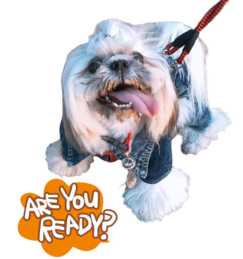 Cute Companion Dog Png (orange, gray, black, white, silver)