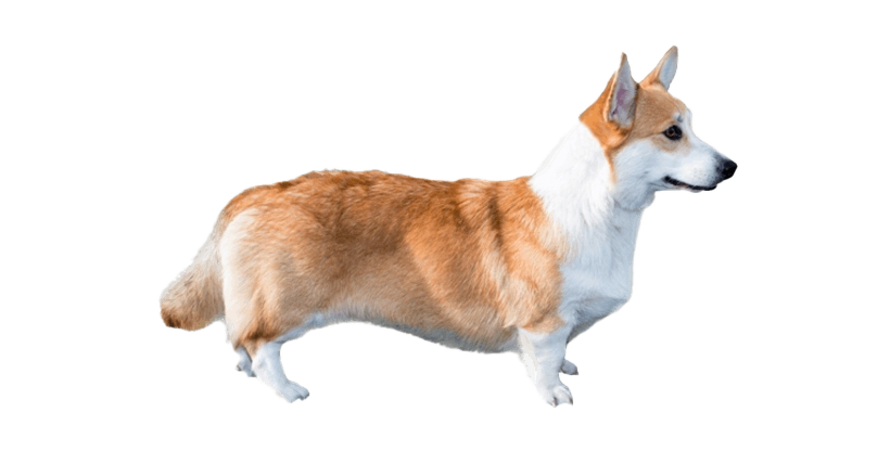 Cute Corgi Dog Png File (beige, white)