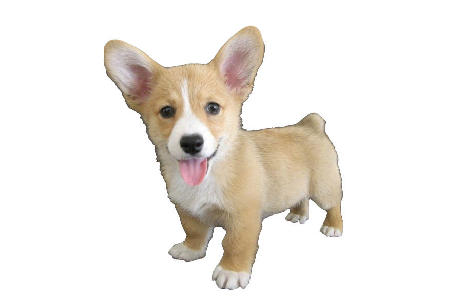 Cute Corgi Dog Png Hd (lavender, white, silver)