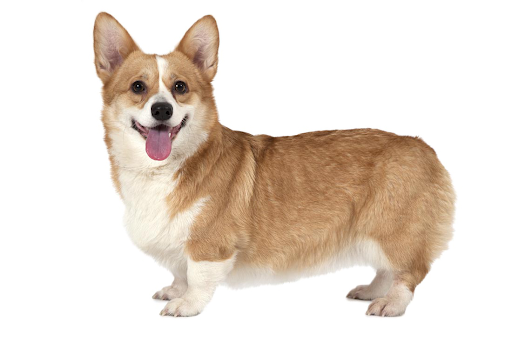 Cute Corgi Dog Png Image (gray, beige, black, white, salmon)