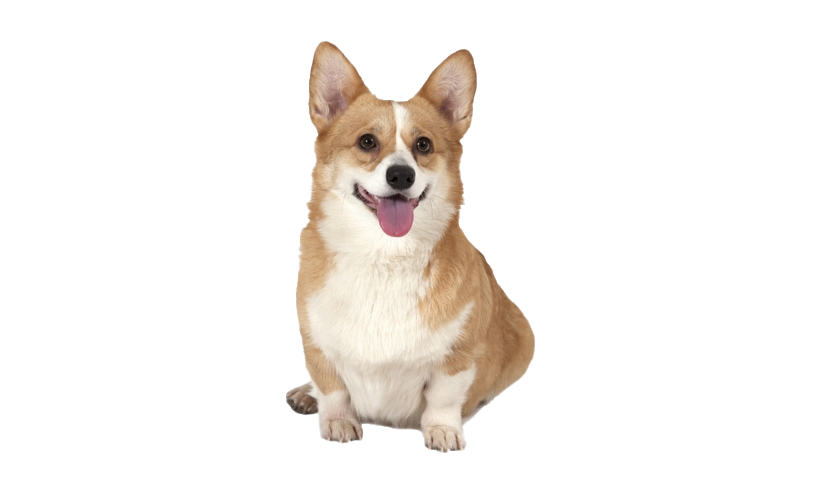 Cute Corgi Dog Png Photos (beige, white)