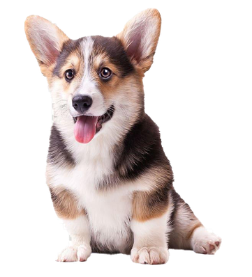 Cute Corgi Dog Png Pic (beige, black)