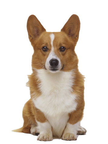 Cute Corgi Dog Png Transparent Image (black, silver)