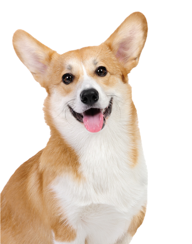 Cute Corgi Dog Transparent Png (beige, black, silver)