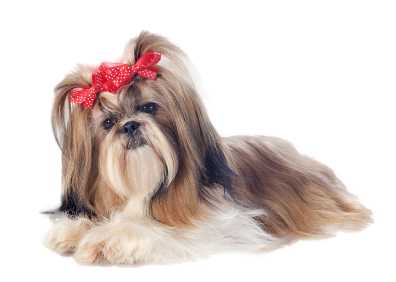 Cute Shih Tzu Png Clipart (silver, pink, beige, black, gray)