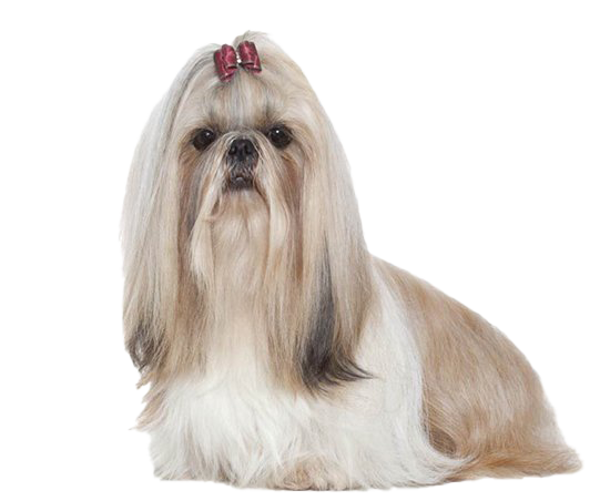 Cute Shih Tzu Png Image (silver, beige, white)