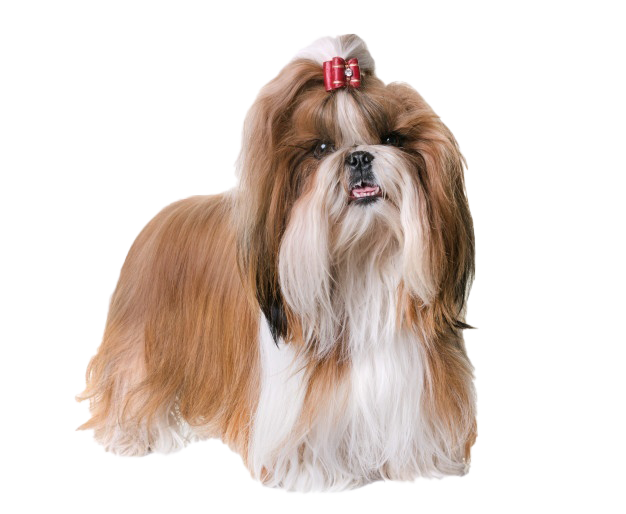 Cute Shih Tzu Transparent Png (lavender, gray, silver, white)