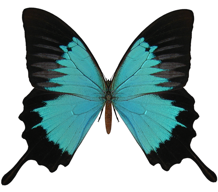 Butterfly Png File (black)