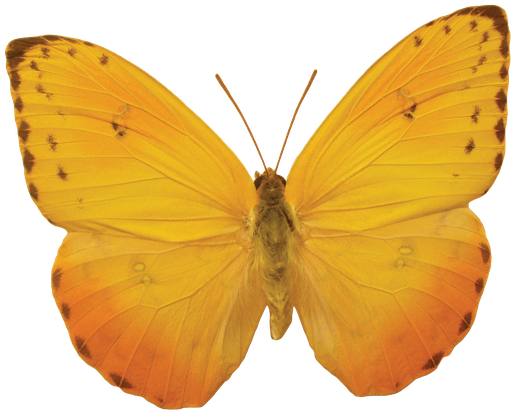 Butterfly Png Image (orange, black)