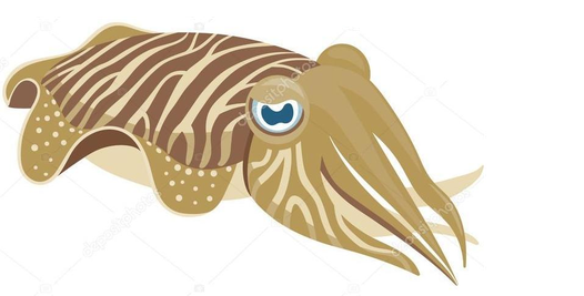 Cuttlefishes Png Isolated File (black, white, gray, salmon)