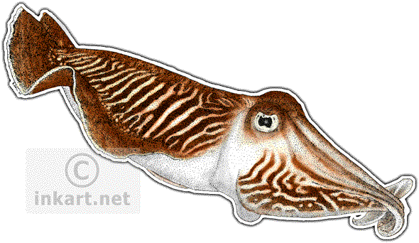 Cuttlefishes Png Isolated Image (lavender, white)