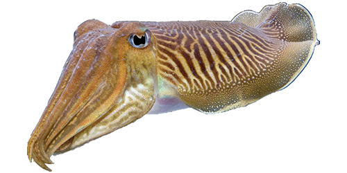 Cuttlefishes Png Picture (indigo, gray, black, white, silver)