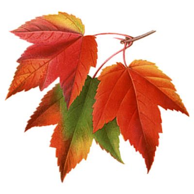 Autumn Fall Leaves Pictures Collage Png (black, chocolate)